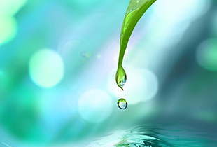 Image of a leaf with a water droplet falling off the leaf into the water