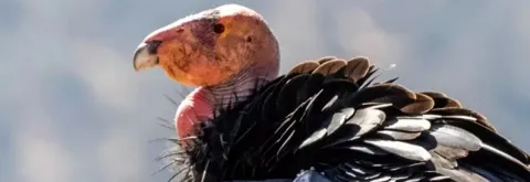 Endangered Species Act (ESA) - Fermi Environmental Impact Statement 