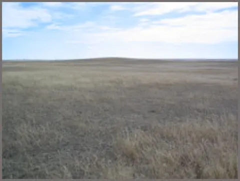 moore ranch site 